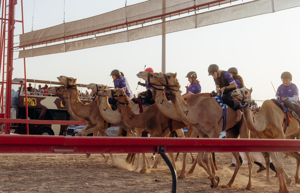 Camel race