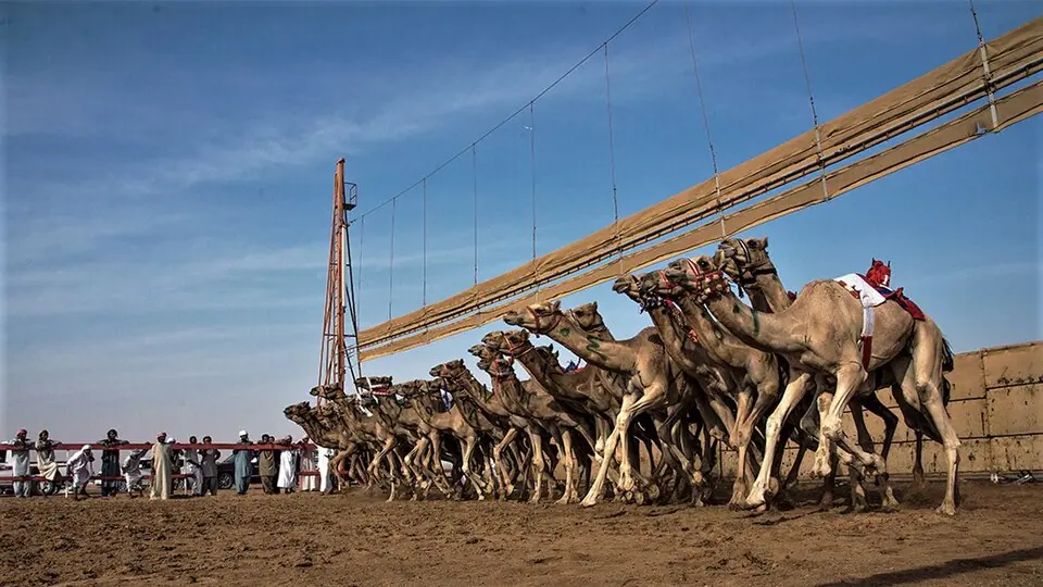 Al Ain Camel Race Festival – Round Two Delivers Thrilling Competitions